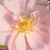 Różowy  - Róże rabatowe grandiflora - floribunda - Chewgentpeach
